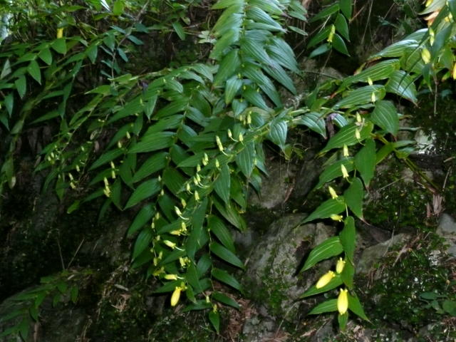 石垣に植えられたホトトギス
